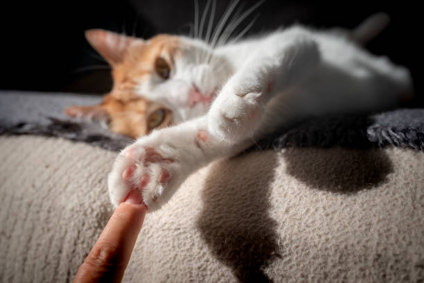 istock a cat's paw touches a human finger. close up 1283518762