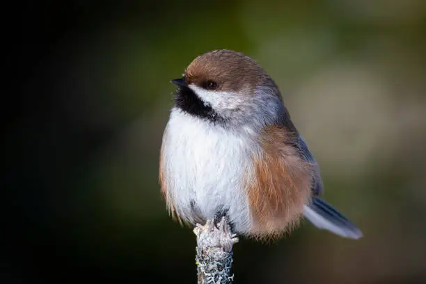 Photo of Boreal chickadee in winter