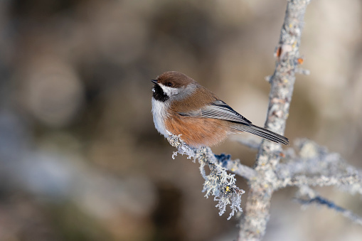 Boreal chickadee, poecile hudsonicus, perched on a branch.