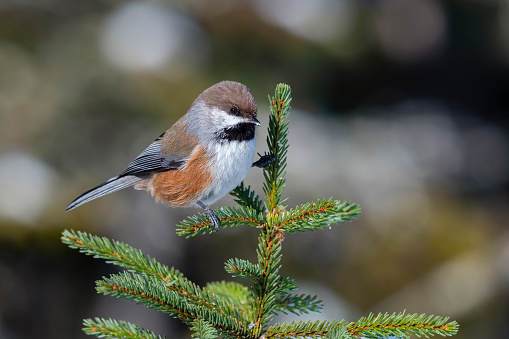 Boreal chickadee, poecile hudsonicus, perched on a branch.