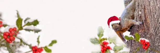 Photo of Christmas panoramic background with a cute squirrel with a Santa hat in the snow and holly. Animal fun holiday greeting card.