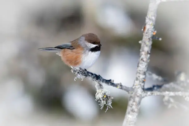 Photo of Boreal chickadee in winter