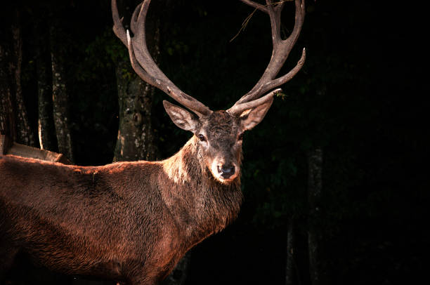 istock Majestic buck posing for the camera 1283519370