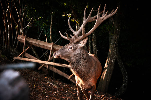 Red deer stag in a forest during early autumn at the start of the rutting season.