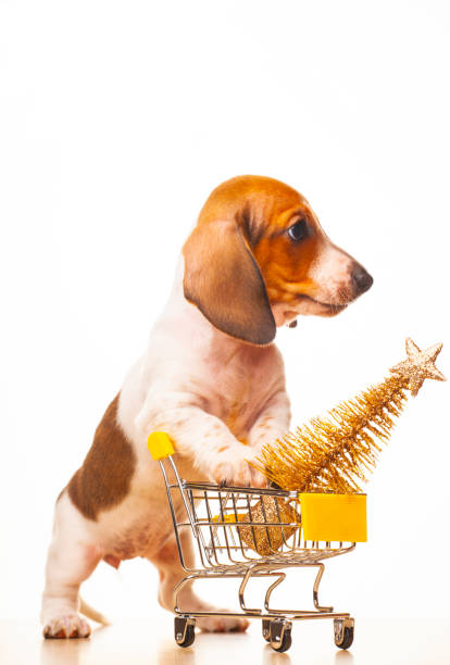 istock image of dog trolley fir tree 1283520292