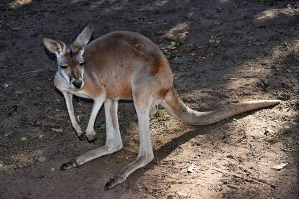 istock Wild red kangaroo resting on the ground 1283520426