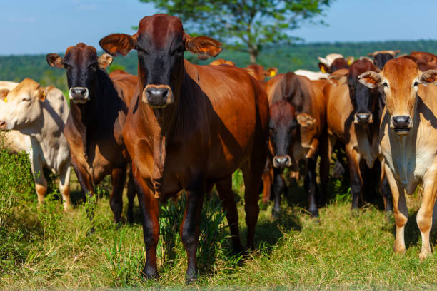 istock herd of Nellore cows with their calves 1283520560
