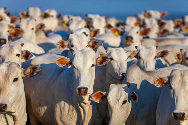Nellore cattle in large quantities, narrow focus, stock photo