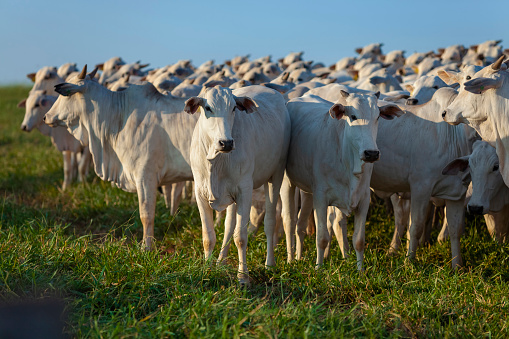 Group of young black and brown steers in the meadow