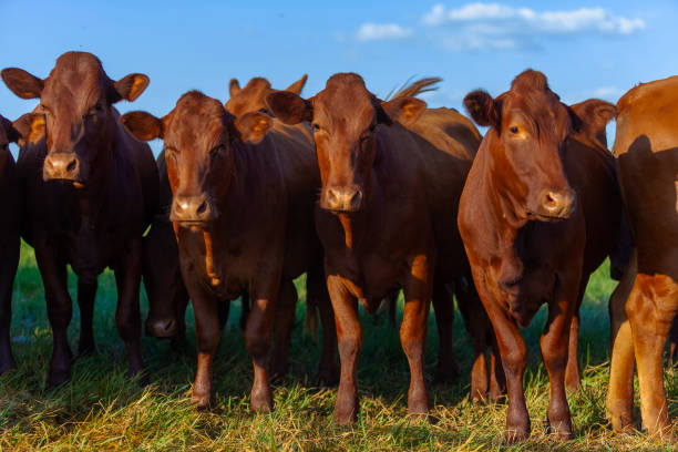 istock herd of Bonsmara cows with their calves 1283520592