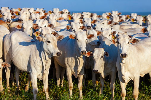 hermosa manada de ganado Nelore, Mato Grosso do Sul, Brasil, photo