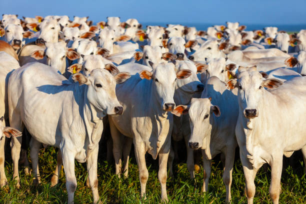 ネロア牛の美しい群れ、マトグロッソ・ド・スル、ブラジル、 - ox tail ストックフォトと画像