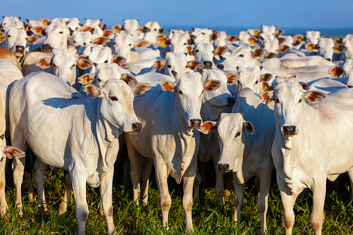 beautiful herd of Nelore cattle, Mato Grosso do Sul, Brazil,