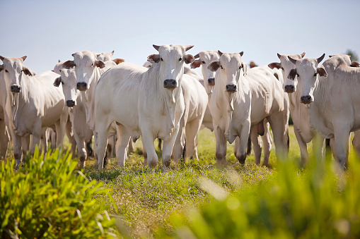 Nellore pastando ganado en el campo al atardecer, Mato Grosso do Sul, Brasil photo