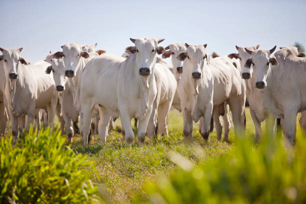 неллор крупного рогатого скота выпаса в поле на закате, мату-гросу-ду-сул, бразилия - домашний скот стоковые фото и изображения