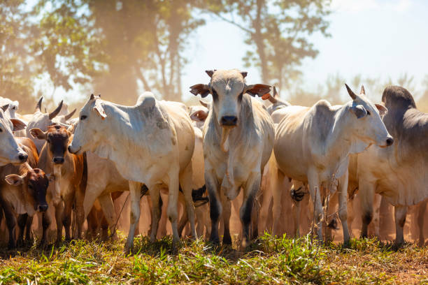 herd of Nellore cows with their Bonsmara insemination calves stock photo