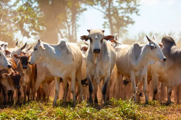 herd of Nellore cows with their Bonsmara insemination calves