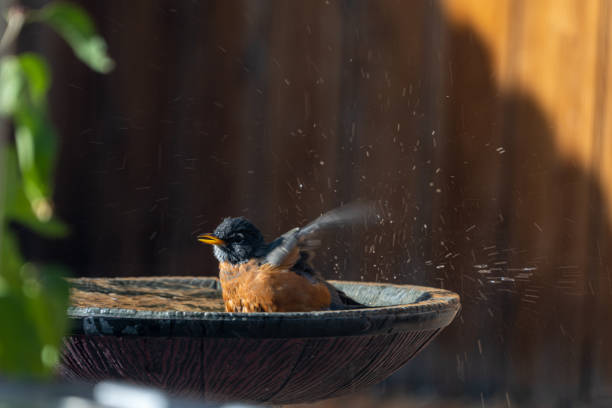 istock Robin, Turdus migratorius, splashing water in a birdbath. 1283521129