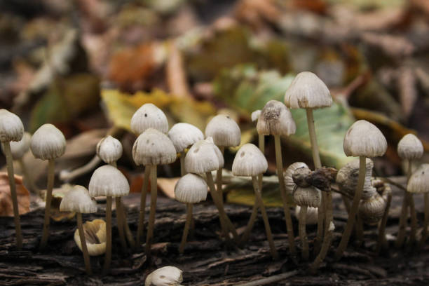 istock Non-edible mushrooms in a forest 1283521754