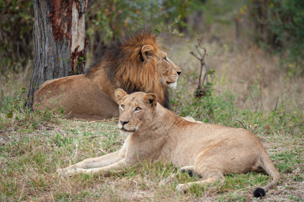 istock Male and Female Lion Pair 1283521774