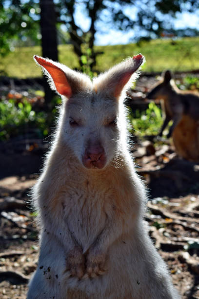 istock Beautiful rare an albino kangaroo in the park 1283521911