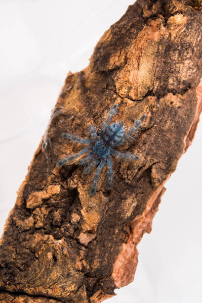 istock Tarantula spider, a young individual Caribbean Versicolor ex Avicularia. 1283521919