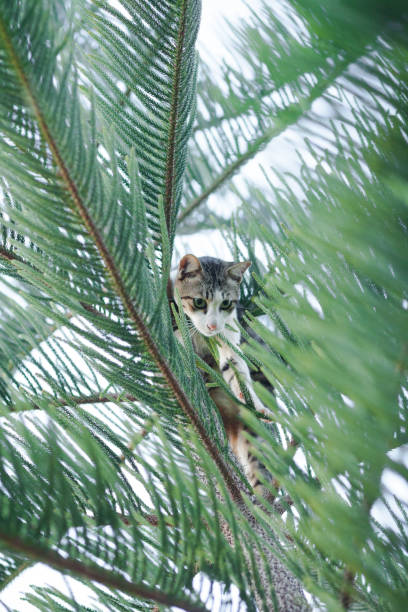 istock Cat in top of tree in Khao Yai 1283523475