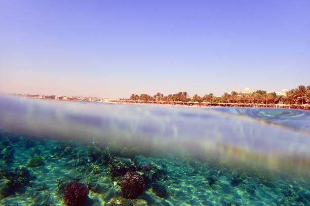 istock coral reef in Egypt in Hurghada 1283523613