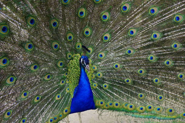 istock male peacocok bird 1283523632