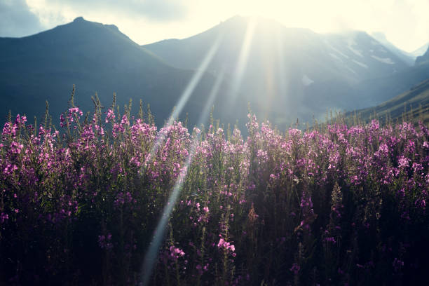 istock purple flowers in  mountain background 1283524354