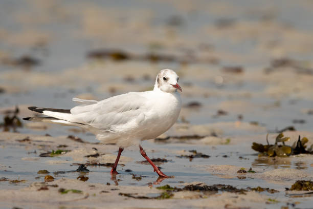 istock A black-headed gull on the beach 1283524458