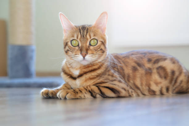 istock Bengal domestic cat is resting in a light room. 1283524653