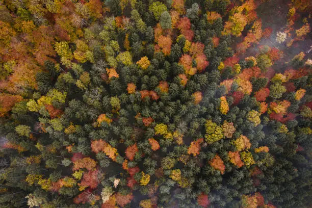 The typical colorful autumn is back and its foggy mornings, when the trees are trying to break through the fog. Always a lot of fun to look from above to landscapes like this.