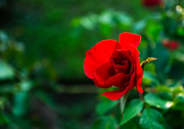Red rose flower close up on natural blurred green background with copy space, rosebud, greeting card, valentine's day