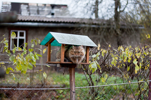 Siberian cat jumped into bird feeder
