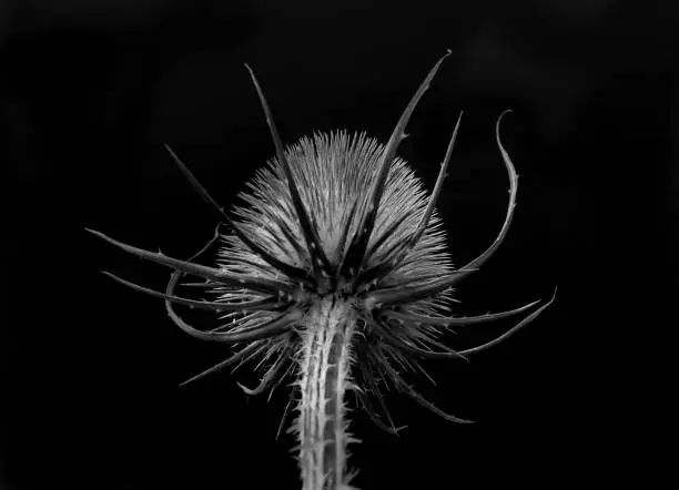 close up black and white photos of a teasel