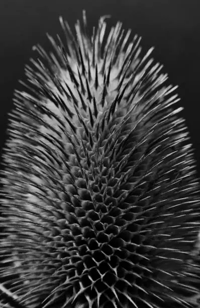 close up black and white photos of a teasel