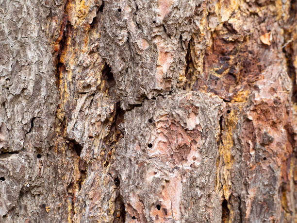 istock Tree bark texture background,close up in urban park 1283526090