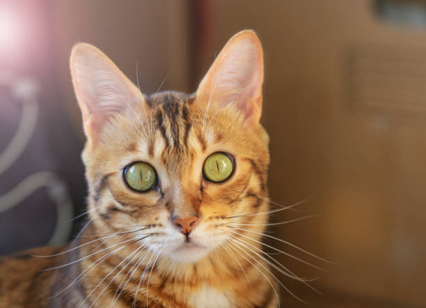 istock A bengal cat looks at the camera. Close-up portrait. 1283526117