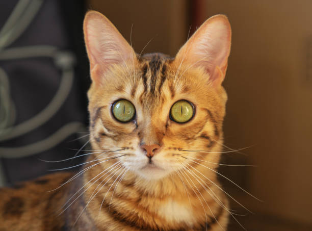 istock A domestic cat looks into the camera with a surprised look. 1283526126