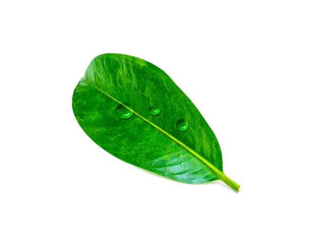 istock Tropical green leaf with drop water isolated on white background 1283526213
