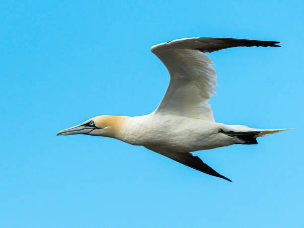 istock A Northern Gannet on a sunny day in summer 1283526217