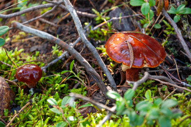 mentega bisa jamur tumbuh di antara daun coklat dan rumput hijau di hutan tundra - lembah tipe lembah foto potret stok, foto, & gambar bebas royalti