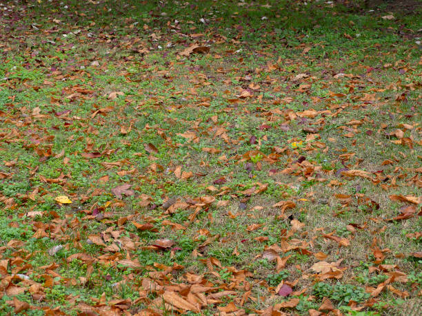 istock autumn park floor with brown dead leaves on the ground 1283526316