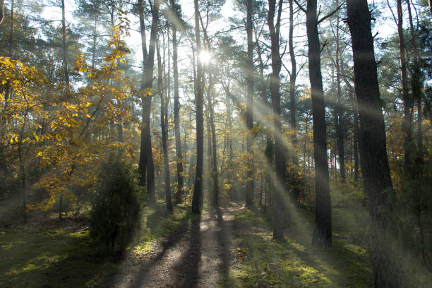 istock A warm autumnal day in the forest 1283526594