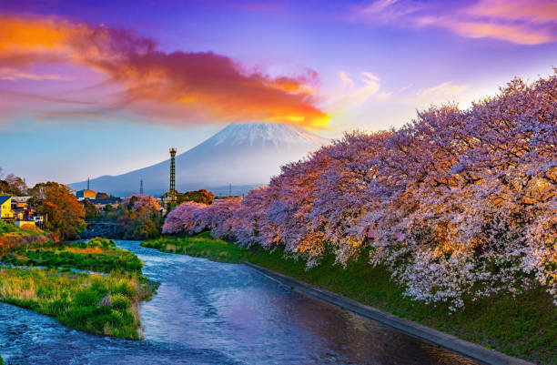 istock Sunrise at Mt. Fuji,spring and river with cherry blossoms in Japan. 1283527676