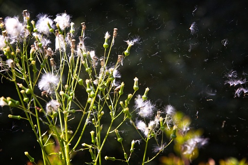 Wild weeds that release pollen and seeds that float around. Many people have allergies to them.