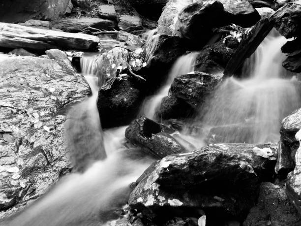 istock Close Up in the Woods 1283528326
