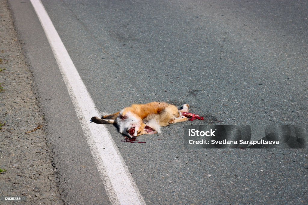 A Dead Fox Lies On The Asphalt Hit By A Car Wild Animals Protection Concept  Flies Sit On The Muzzle Of A Dead Wild Animal Stock Photo - Download Image  Now - iStock