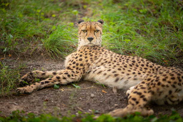 istock An adult cheetah lying 1283528714
